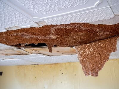 Professional water damage restoration services in La Mirada - BluePeak Pros
